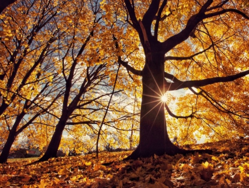 Улаанбаатарт өдөртөө 21 хэм дулаан